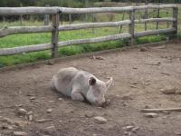 Select Image to Enlarge